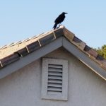 birds on rooftops
