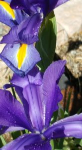 Easter flowers